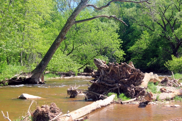 fallen tree in stream in bronte creek provincial park ontario canada 