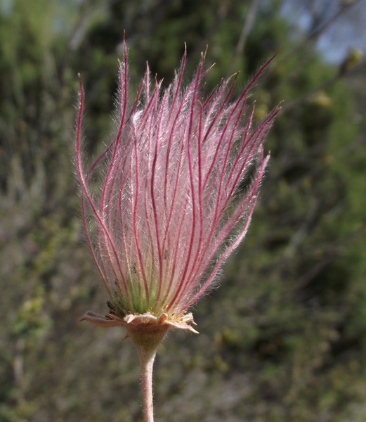 fallugia paradoxa flower plant
