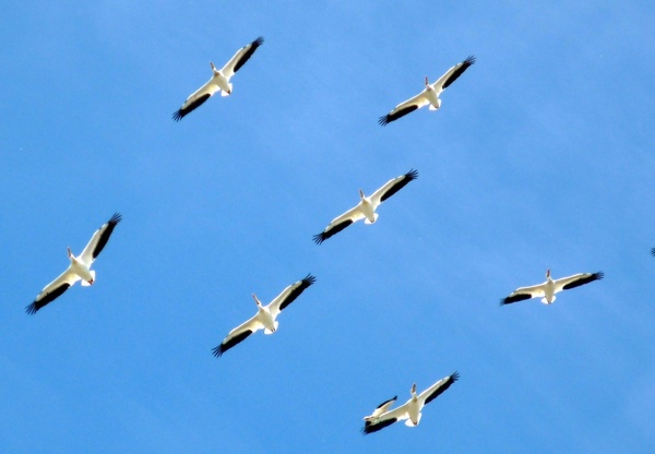 family flight formation