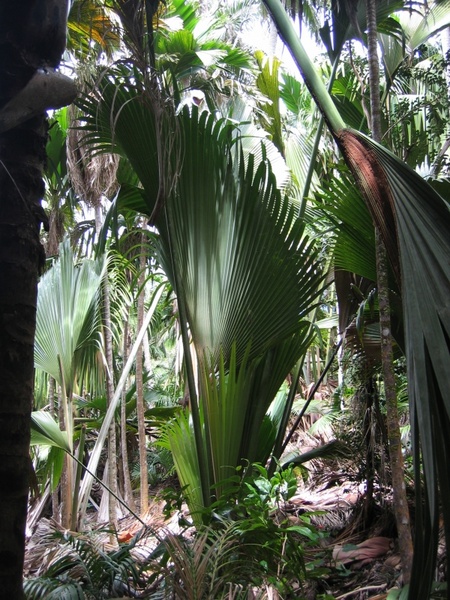fan palm journal plant