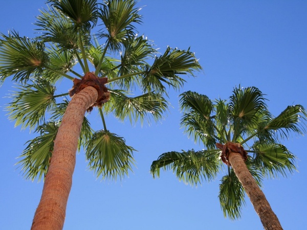 fan palm tree