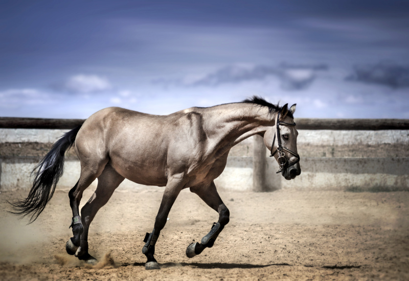 farming horse picture dynamic movement 