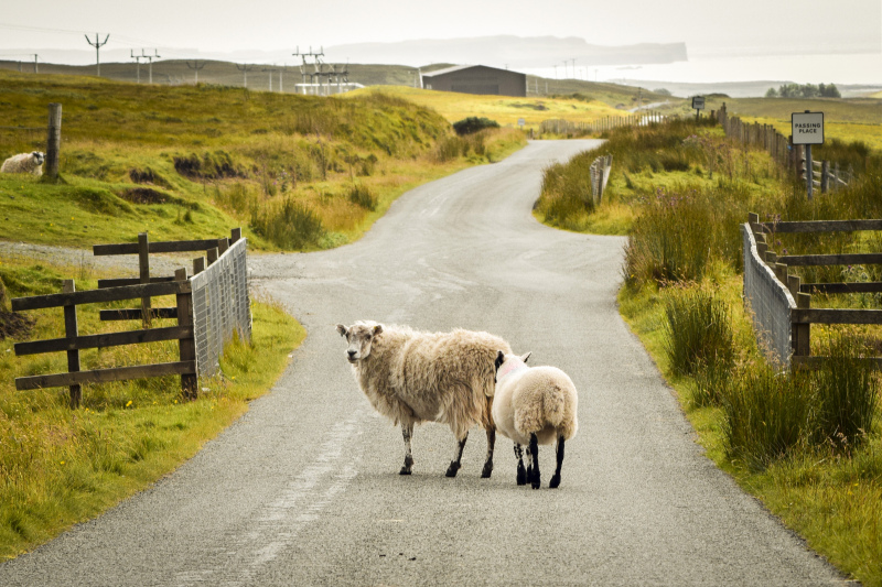 farming picture sheep meadow scene