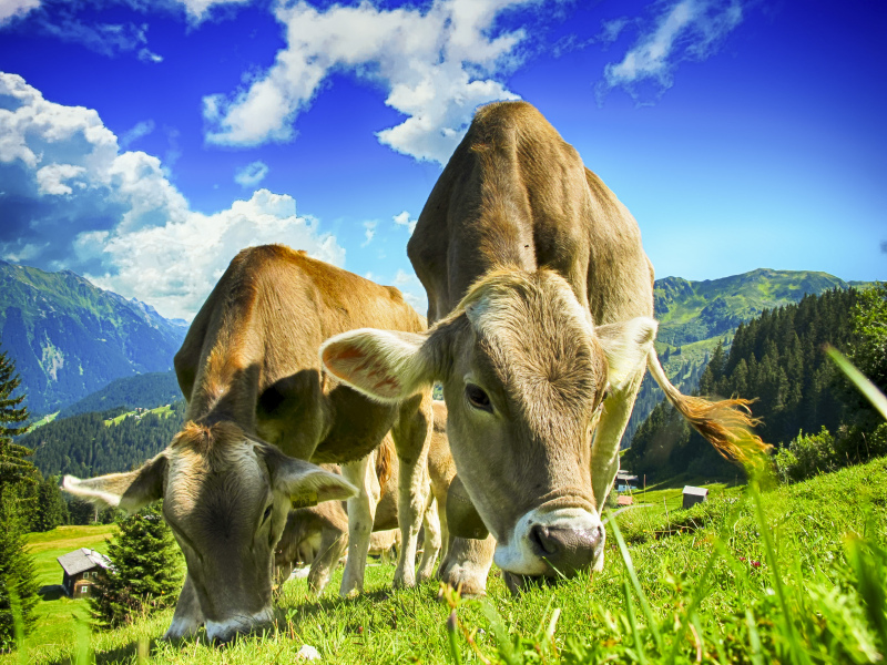 farmland picture cows grazing grass