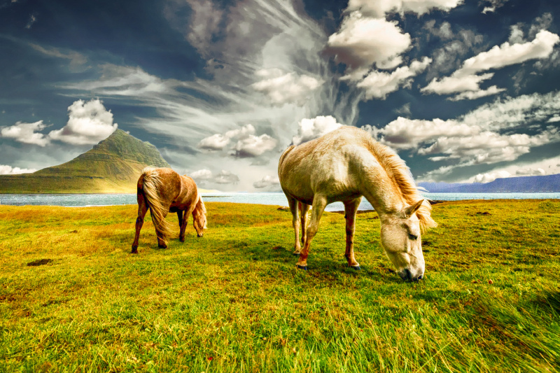 farmland picture horses grazing grass