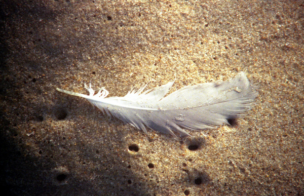 feather and sand 
