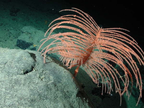feather coral sea-life sea