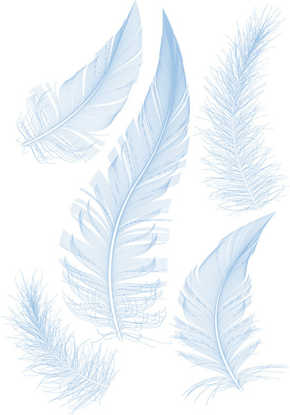 feather design elements vector illustration 