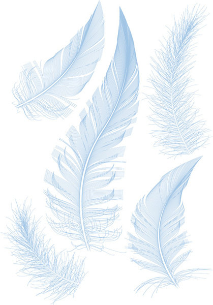 feather design elements vector illustration