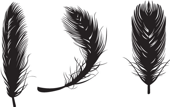 ostrich feather vector clipart