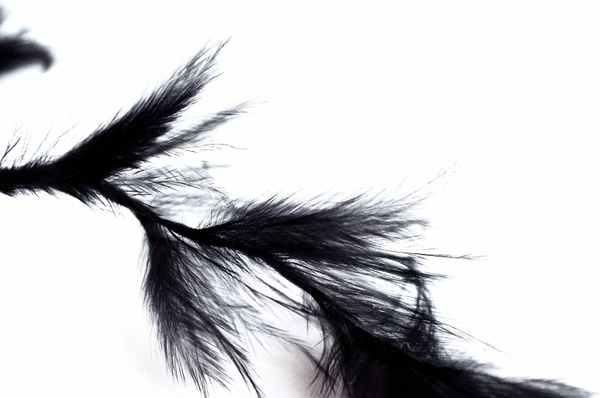 feathers black background