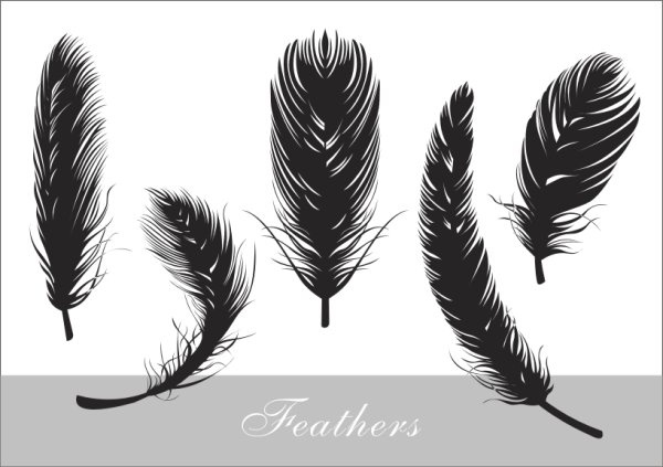 feathers realistic silhouette vector 