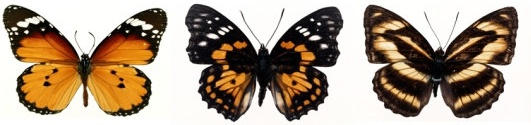 featured butterfly hd 110 