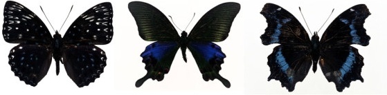 featured butterfly hd 210 
