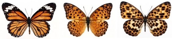 featured butterfly hd 310 