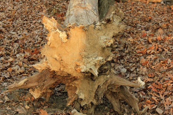 felled tree at pikes peak state park iowa