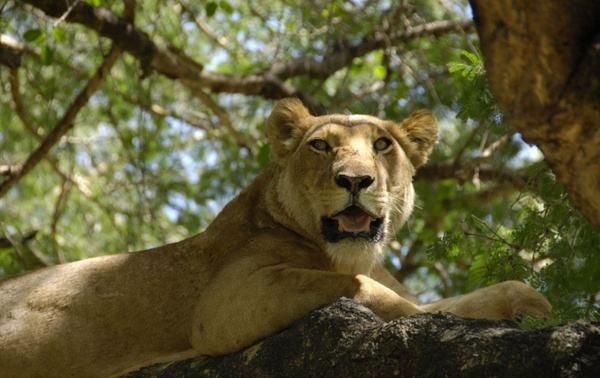female lion lioness