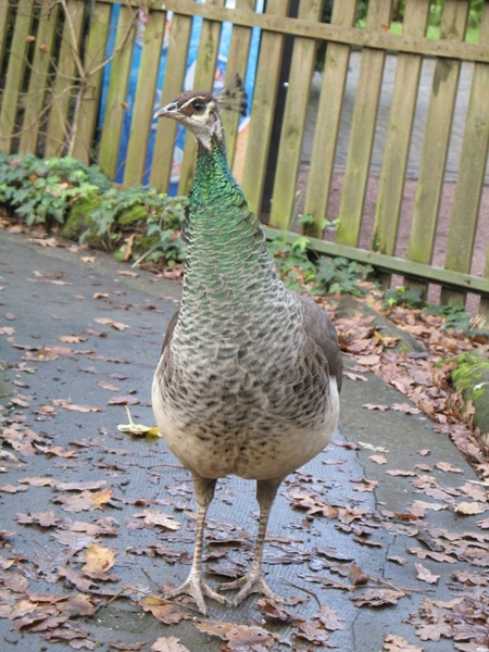 female peacock