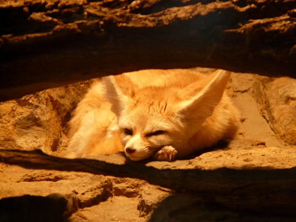 fennec fox desert fox wild dog