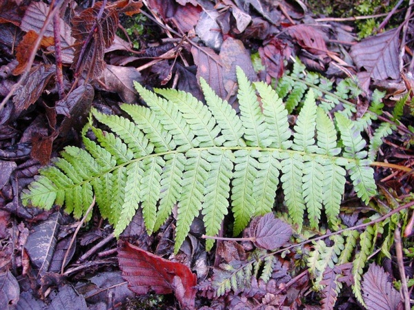 fern leaves journal