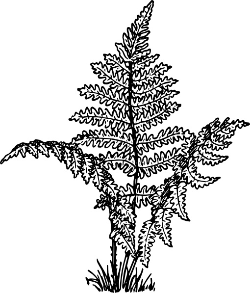 Fern Plant clip art