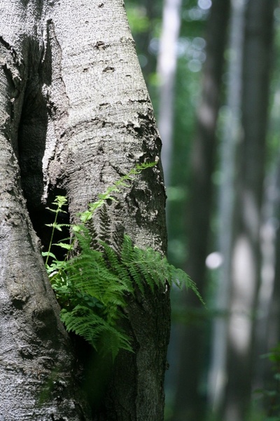 fern wood green