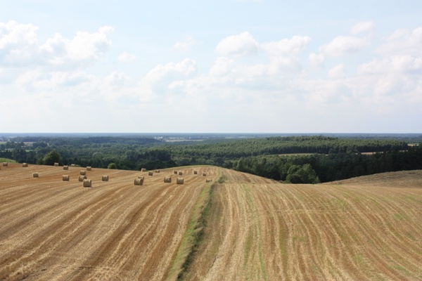 field landscape cereals 