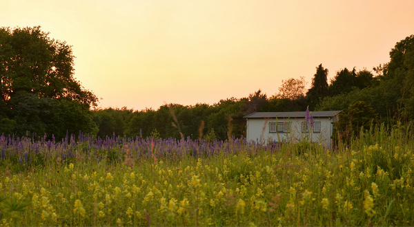 field of flowers 