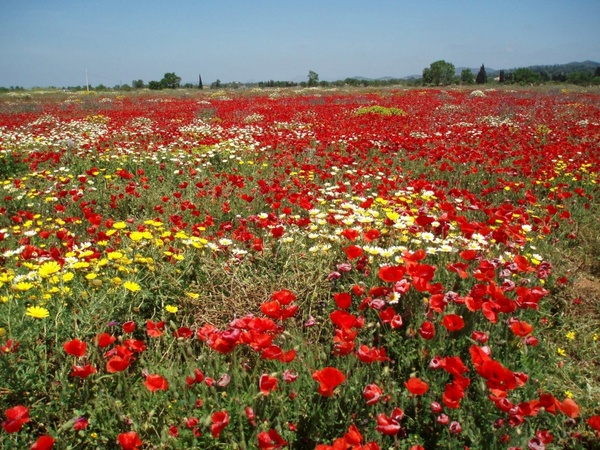 field of poppies poppy landscape