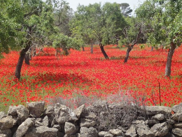 field of poppies red poppy landscape