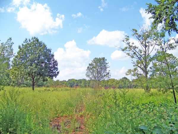 field of weeds and trees
