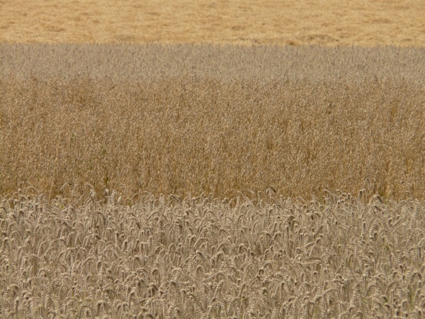 fields cereals grain