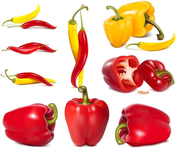 fine chili peppers vector