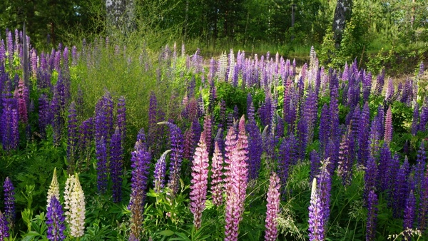 finland in the middle of the summer flower