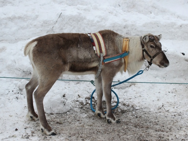 finland reindeer animal