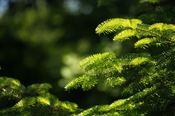 fir branch green