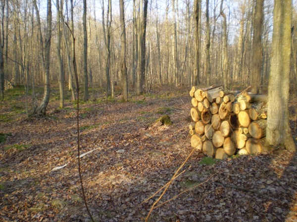 firewood in forest