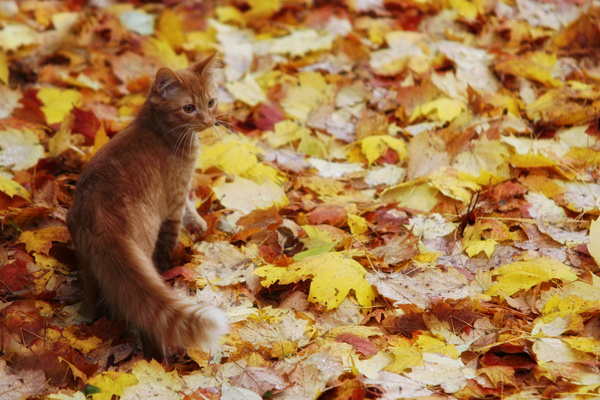 first time outside orange kitten in autumn leaves