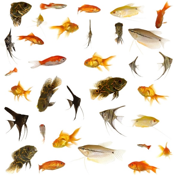 fish collection of highdefinition picture