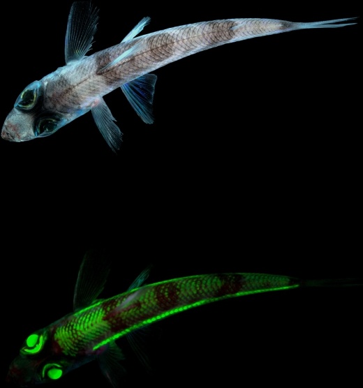 fish greeneyes deep sea fish