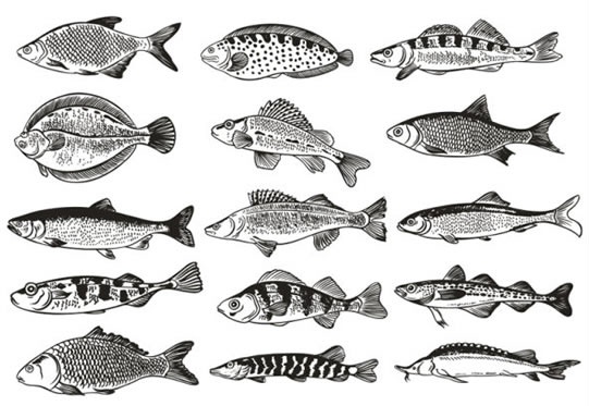 fish species icons collection black white flat design