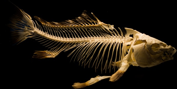 fish skeleton