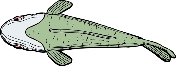 Fish Top View clip art