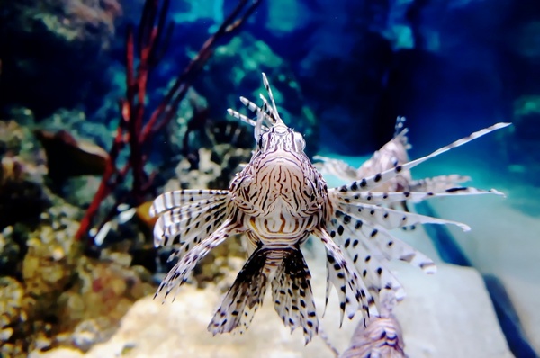 fish underwater exotic