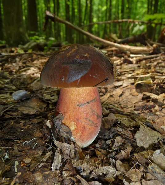 flakes stalk witches suillus mushroom forest mushroom