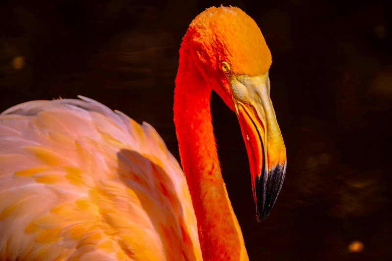 flamingo animal picture elegant dark closeup 