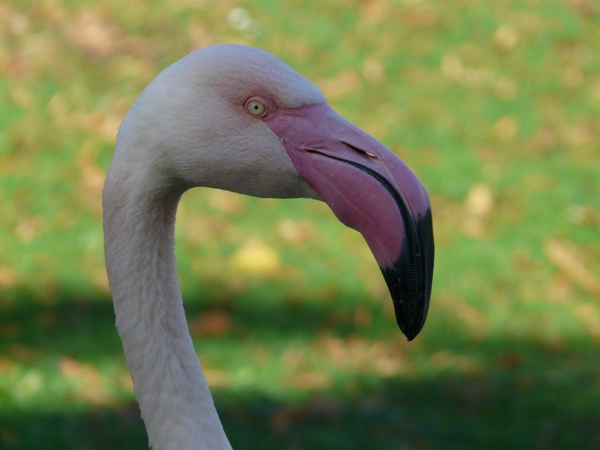 flamingo bill drainage bill