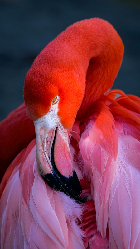 flamingo bird picture elegant closeup 