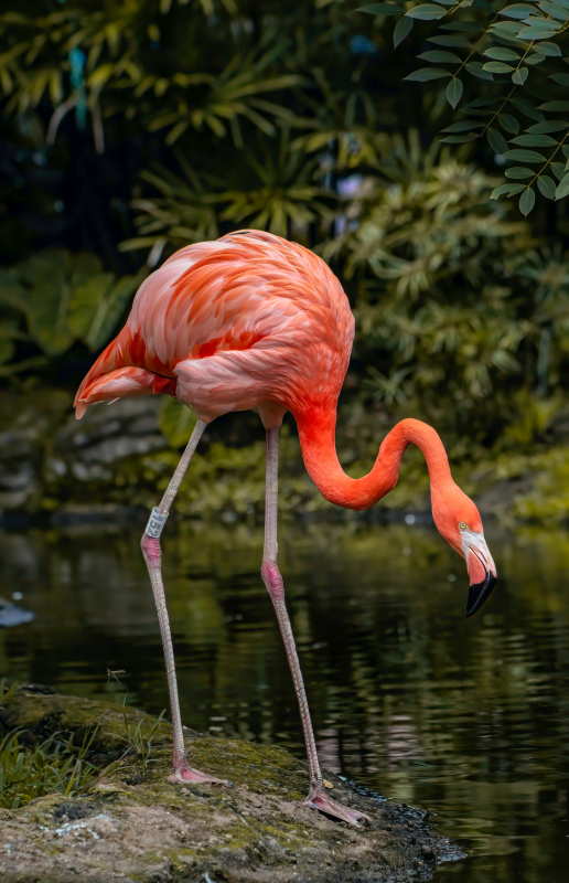 flamingo bird picture elegant realistic 