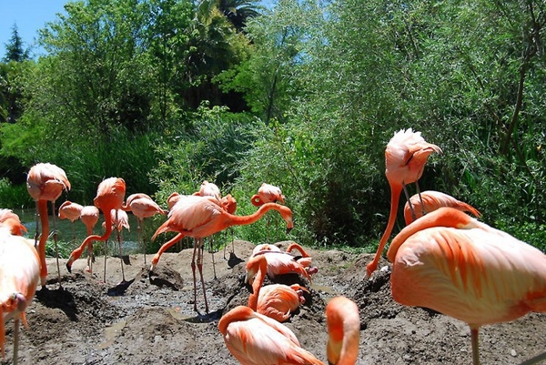 flamingo birds grazing birds
